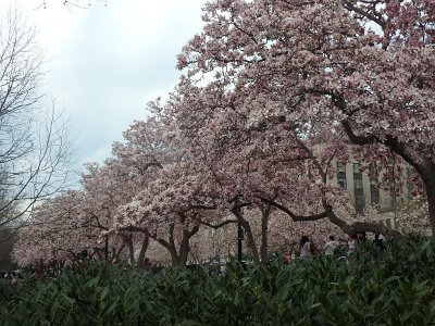 Spring25 (391)