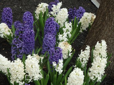 Spring25 (398)