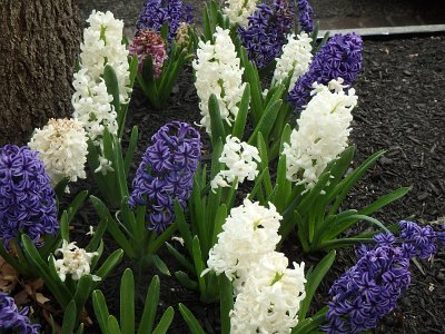 Spring25 (403)