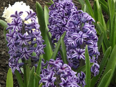 Spring25 (409)