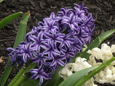 Spring25 (414)