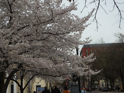 Spring25 (415)