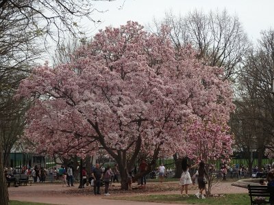 Spring25 (420)