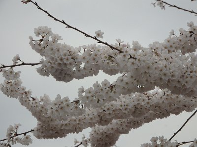 Spring25 (66)