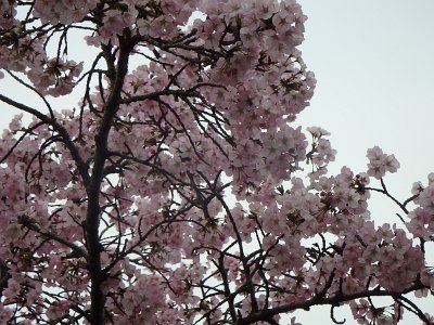 Spring25 (80)