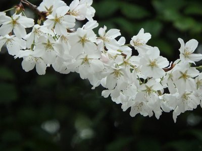 Spring25 (92)