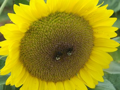SunFlower21 (18)