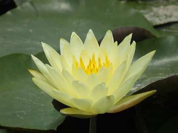 WatreLily (109)