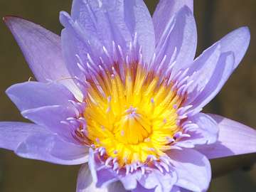 WatreLily (40)