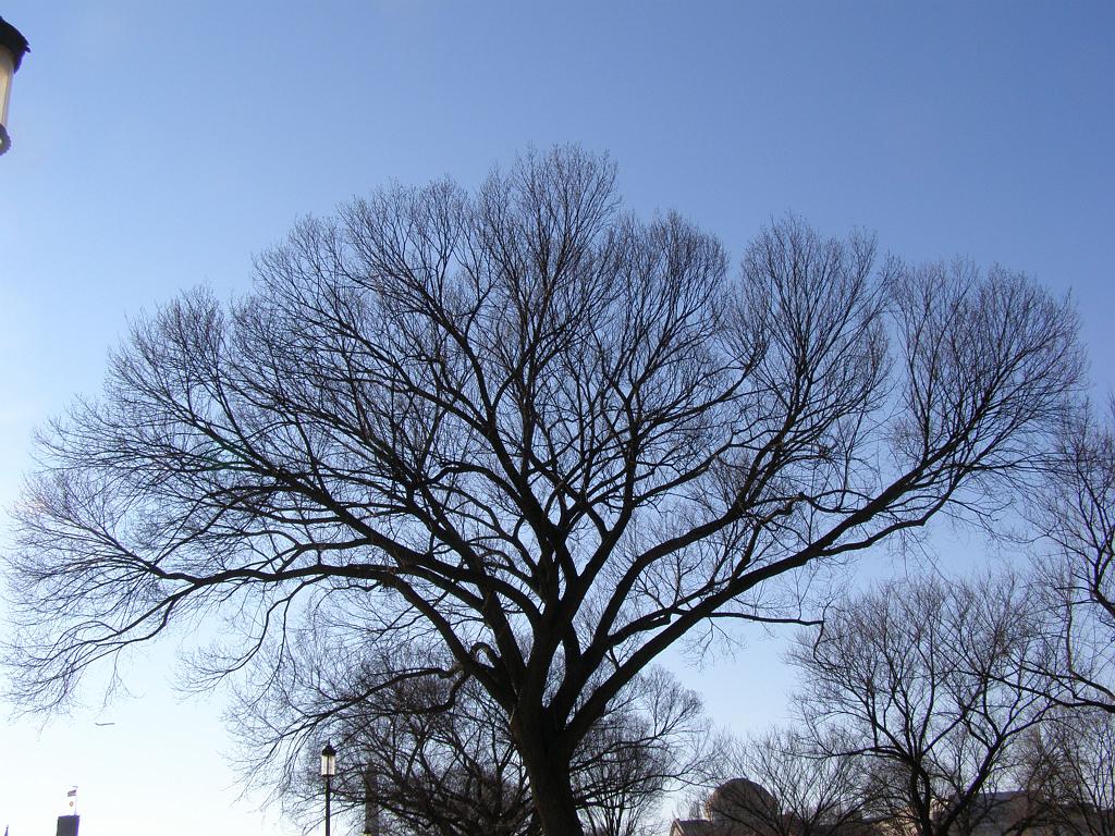 wintertrees20.JPG