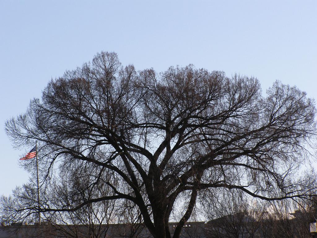 wintertrees29.JPG