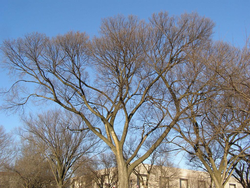 wintertrees32.JPG