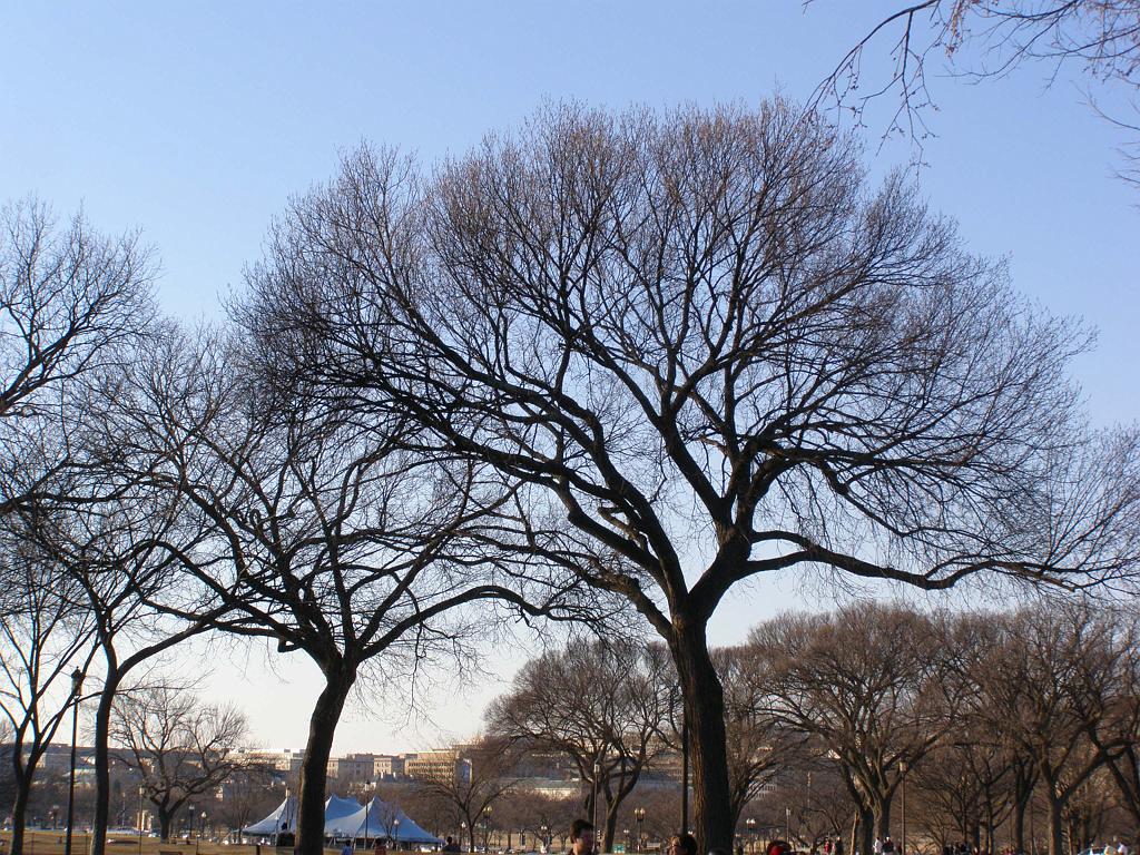 wintertrees44.JPG