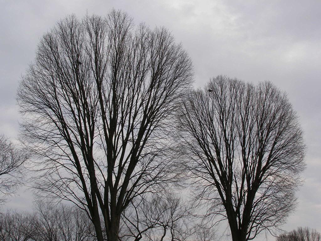 wintertrees75.JPG