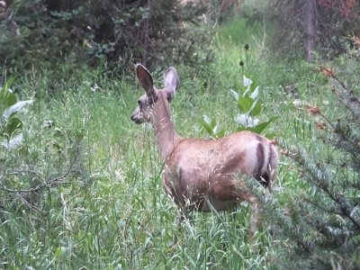 3TetonTrailf (21)