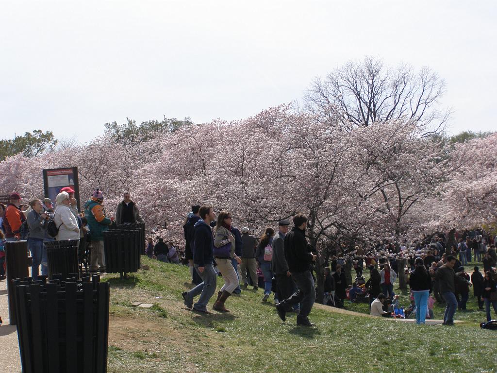 cblossom05.JPG