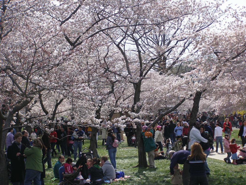 cblossom08.JPG
