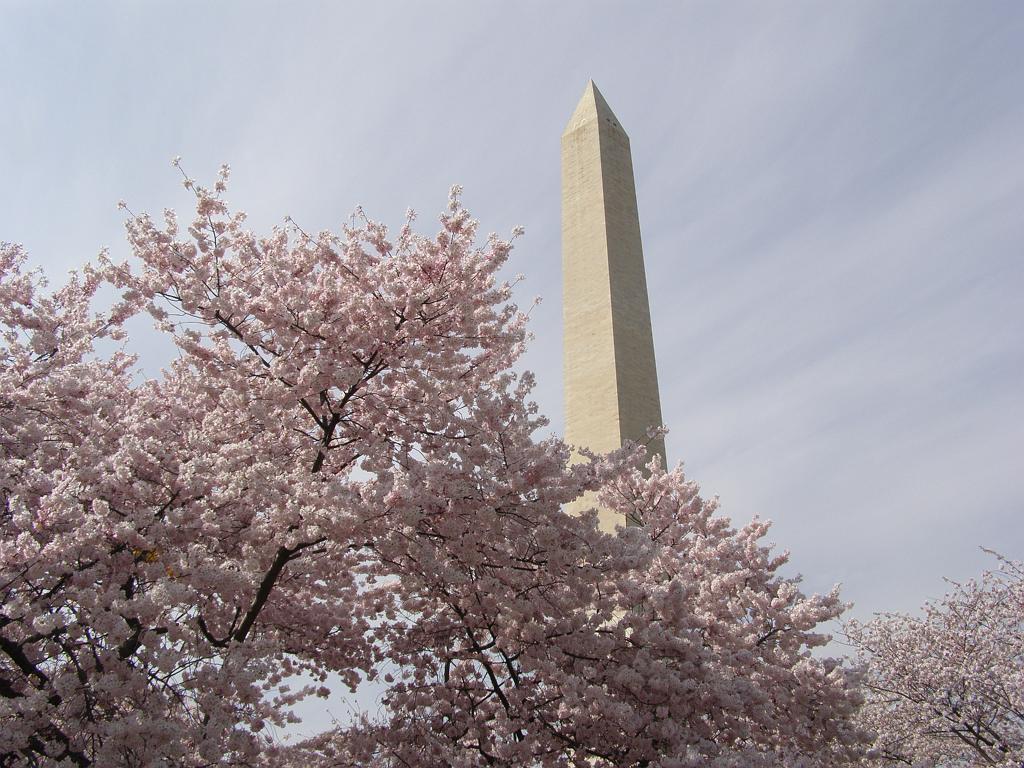 cblossom10.JPG