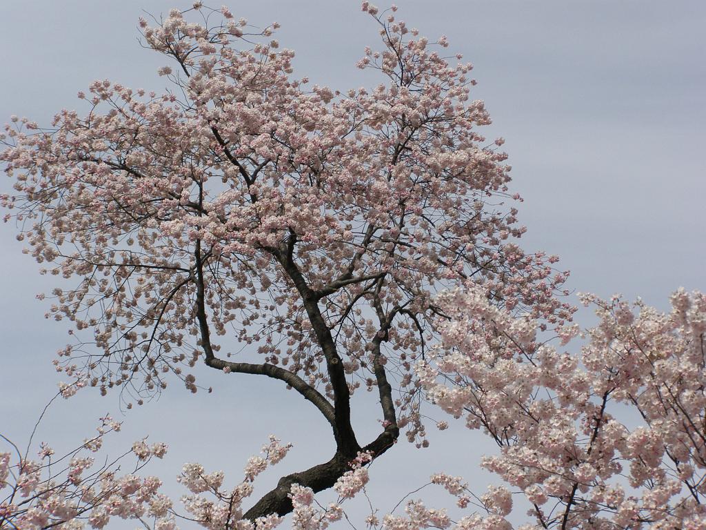 cblossom13.JPG
