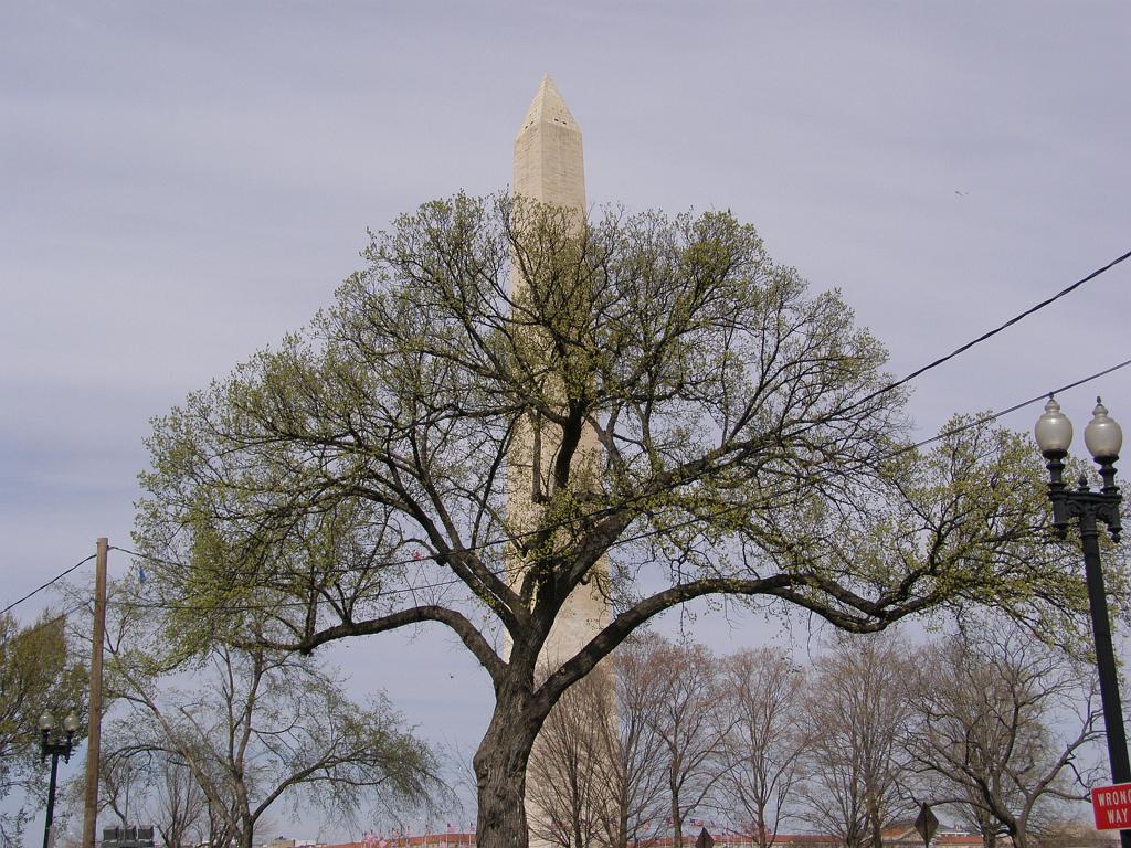 cblossom17.JPG