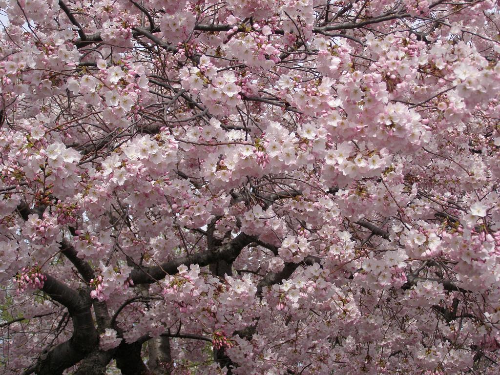 cblossom25.JPG