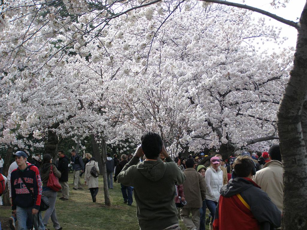 cblossom35.JPG