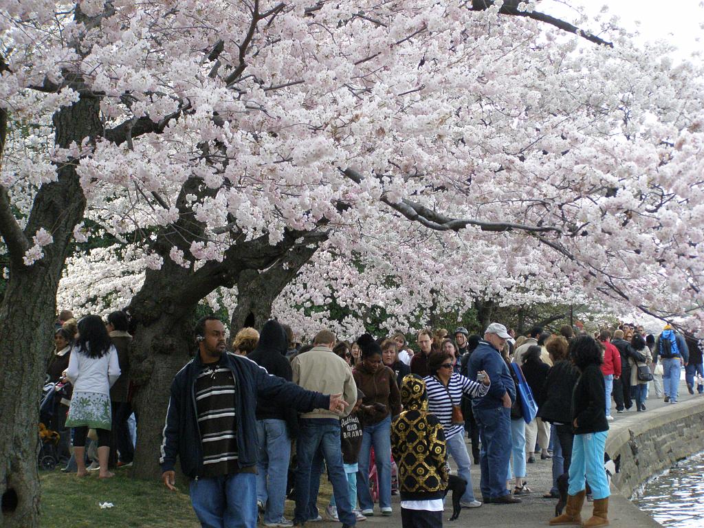 cblossom36.JPG