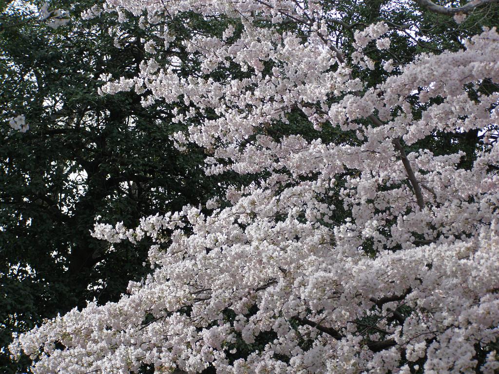 cblossom38.JPG