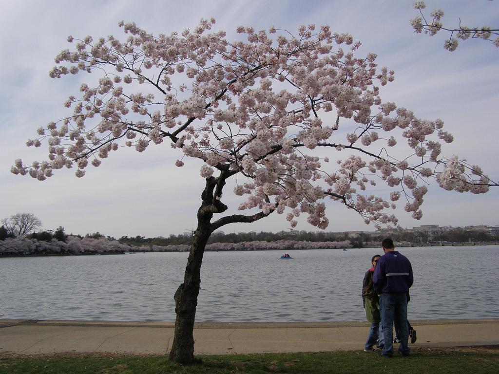 cblossom40.JPG