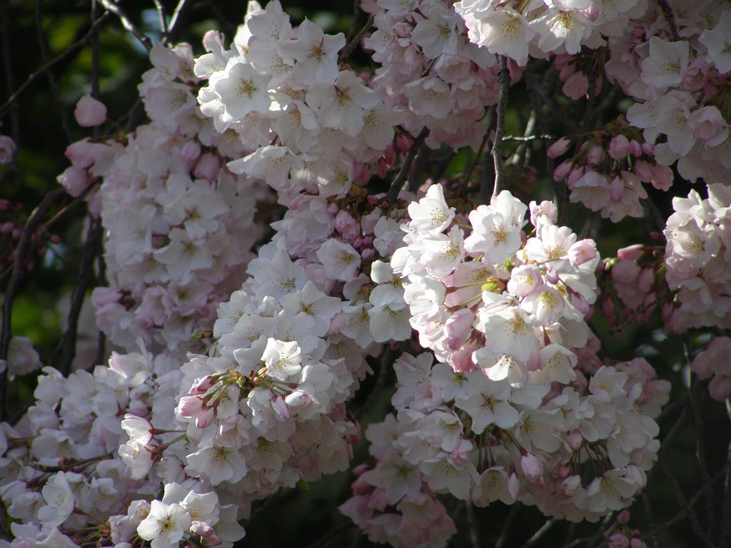 cblossom44.JPG
