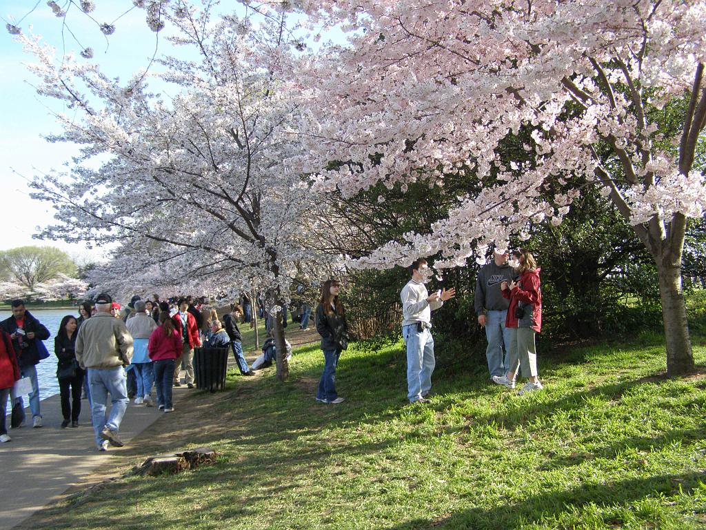 cblossom48.JPG