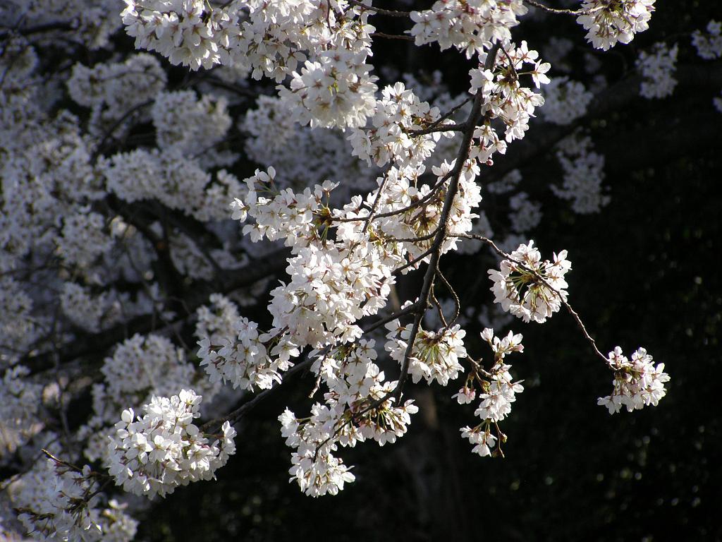cblossom49.JPG
