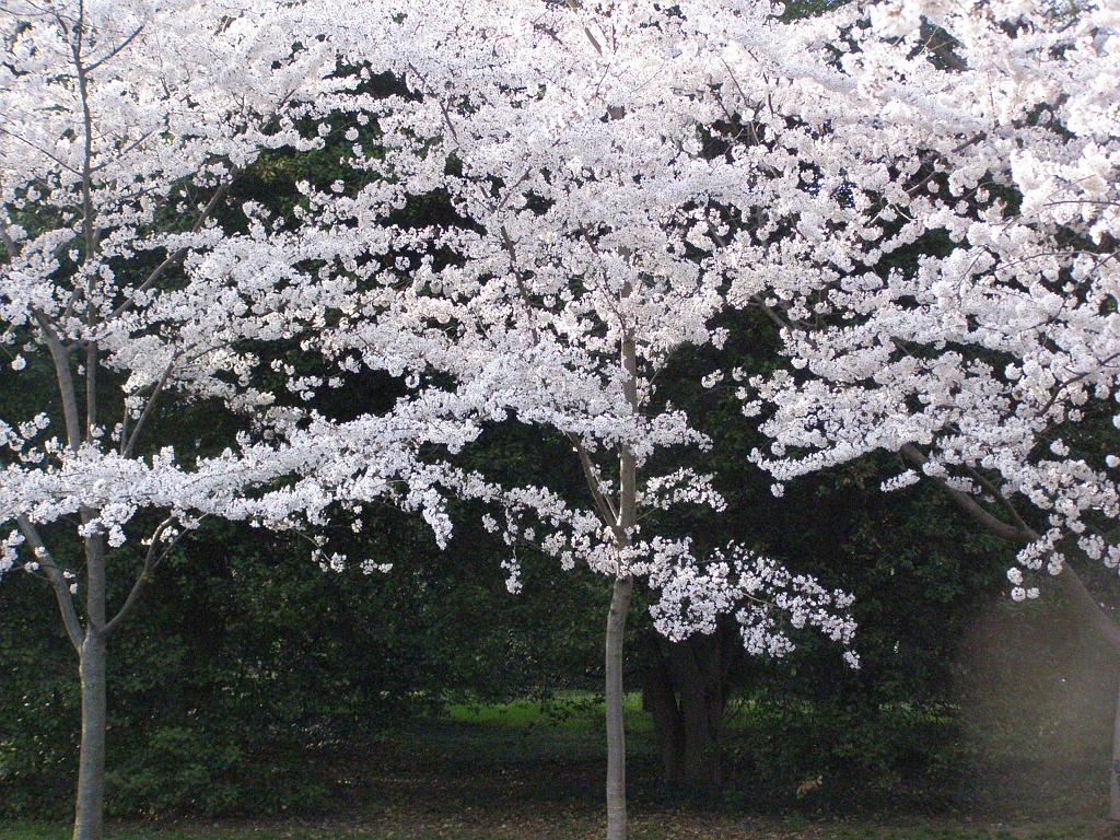 cblossom57.JPG