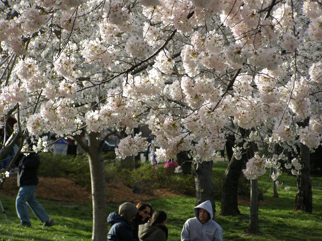 cblossom60.JPG