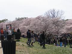 cblossom05