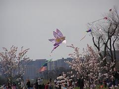 cblossom06