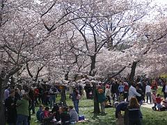 cblossom08