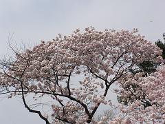 cblossom09