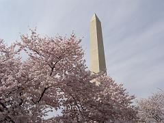 cblossom10