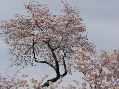 cblossom13