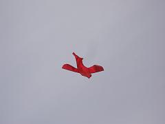 cblossom14