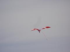 cblossom15