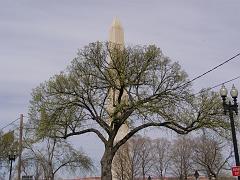 cblossom17