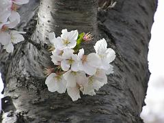 cblossom19