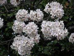 cblossom27