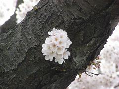 cblossom33