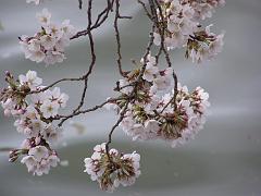 cblossom37