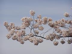 cblossom42