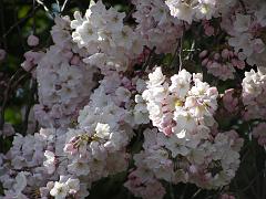 cblossom44