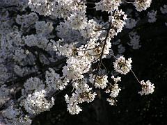 cblossom49